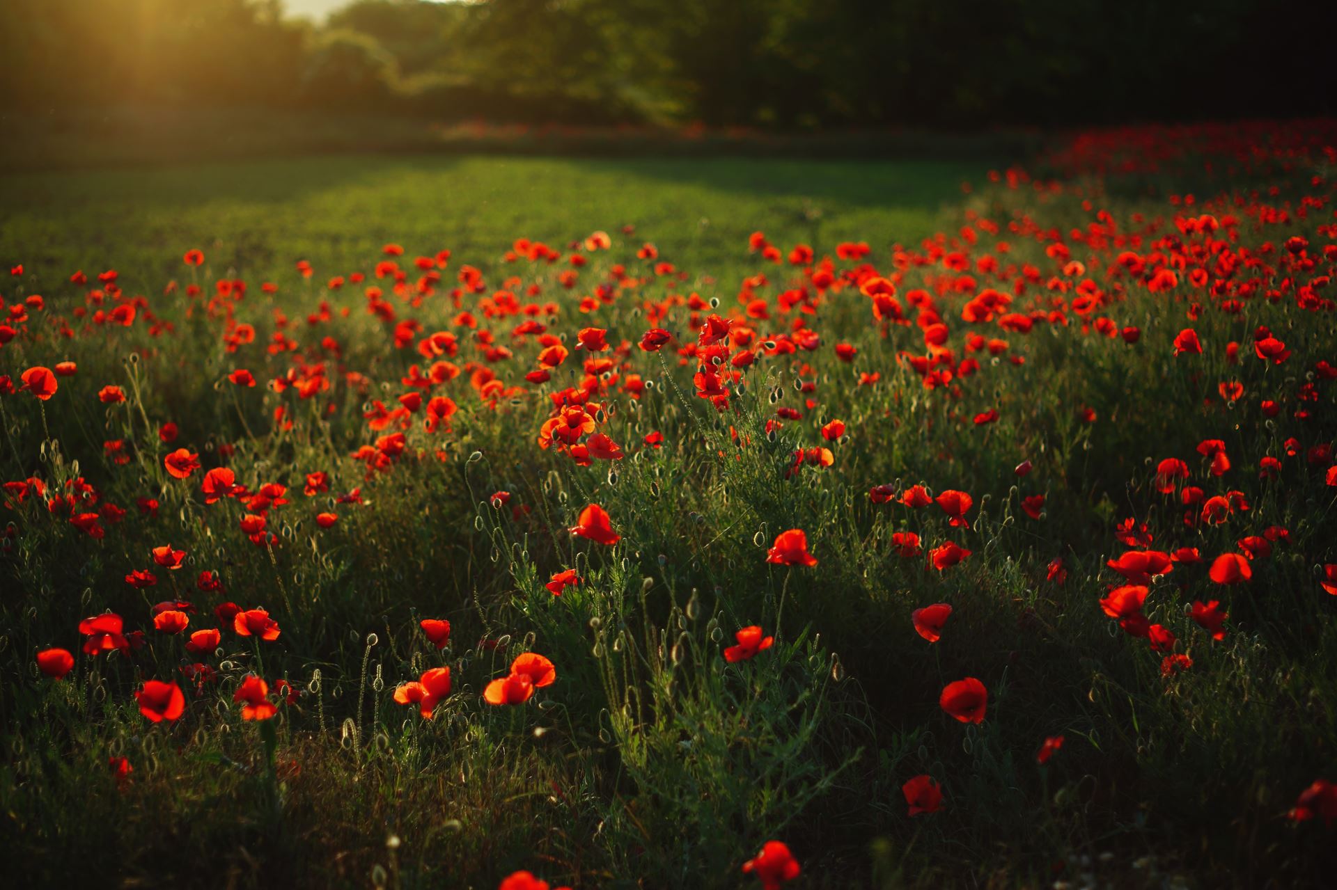 Poppy Field